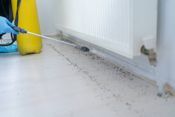 Wasp Removal Services in Everman, TX
